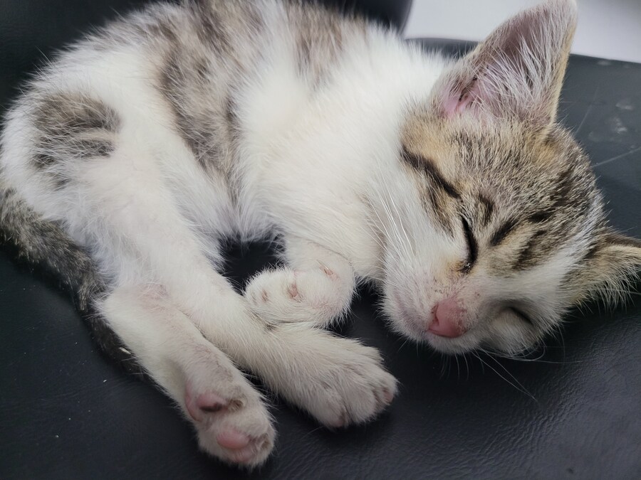 댓글로 고양이 자랑할라다가 법률위반일것같아서..._15.jpg
