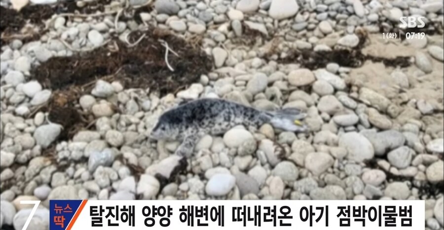 러시아에서 강원도까지 떠내려온 새끼 물범_1.jpg
