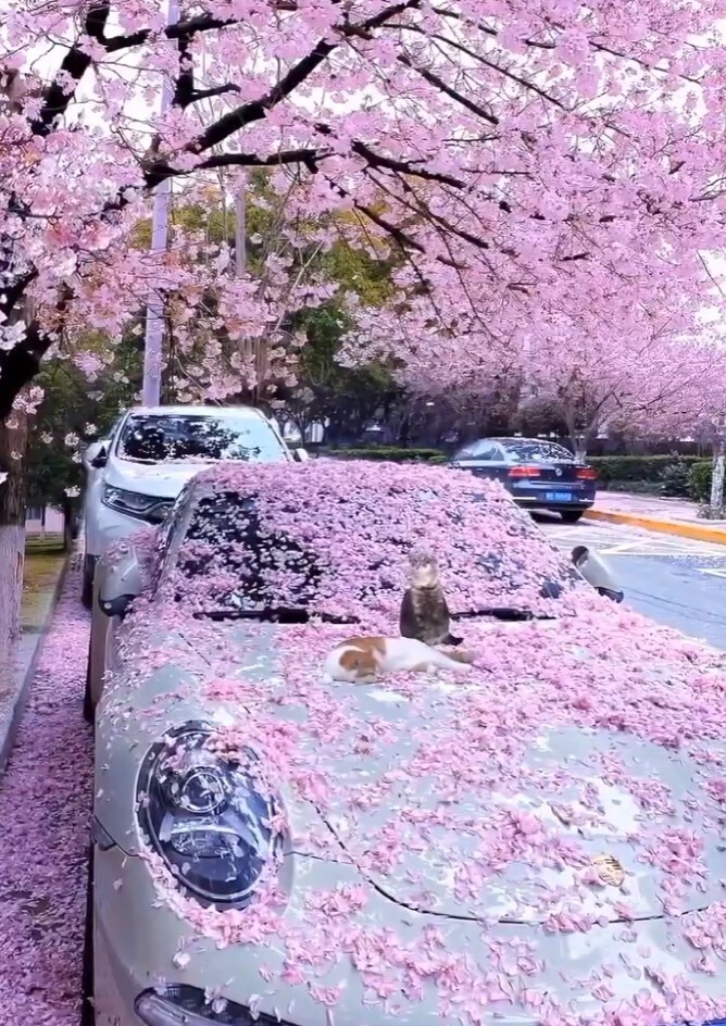 낭만터지지만 차주는 환장할 수 있는 상황. jpg_1.jpg