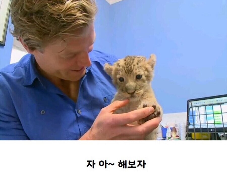 앞니 두개 난 아기사자.jpg_2.jpg