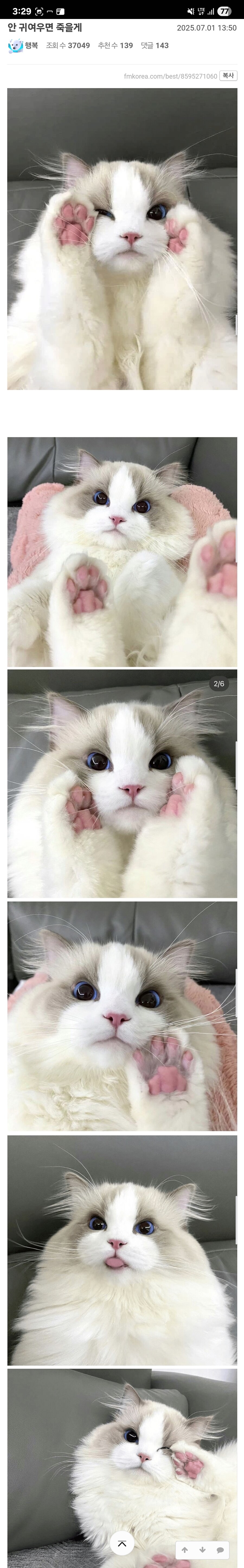 귀여운 고양이를 본 일반인의 반응.jpg_1.jpg