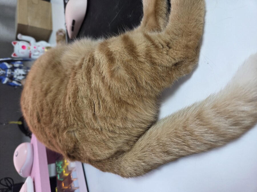 13년동안 고양이를 괴롭힌 결과는 이렇다_1.jpg