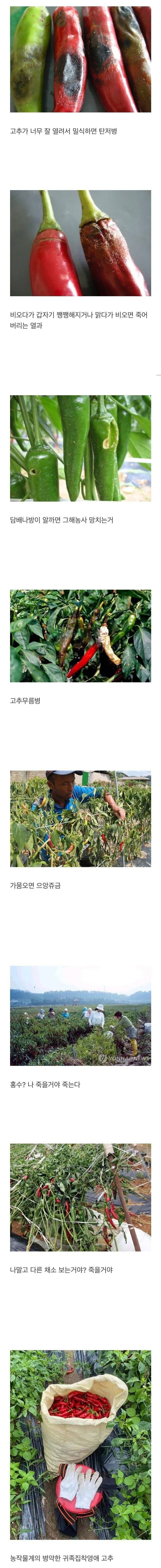 난이도 높다는 작물_1.jpg