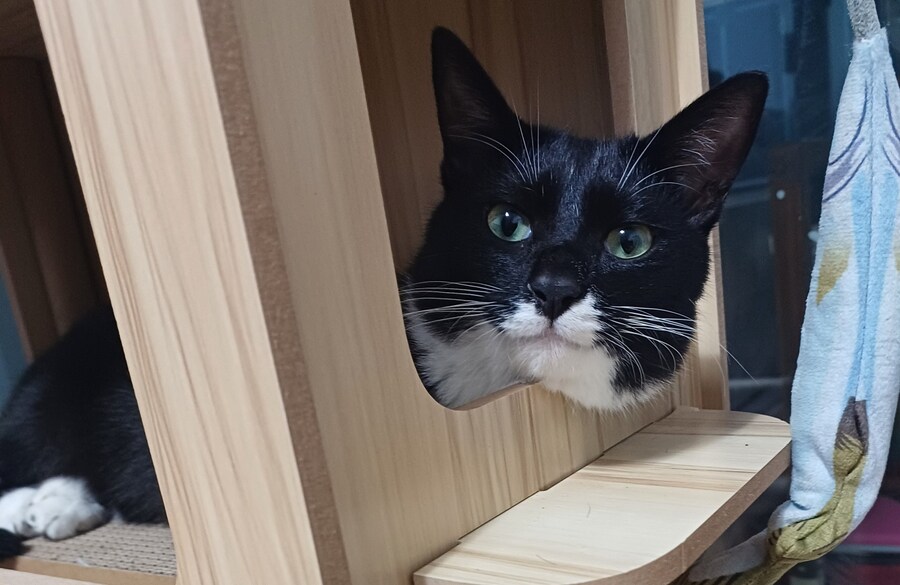 오늘의 우리집 막내 고우앵이 cat_3.jpg