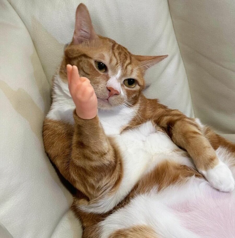 고양이에게 손을 달아줬다_1.jpg