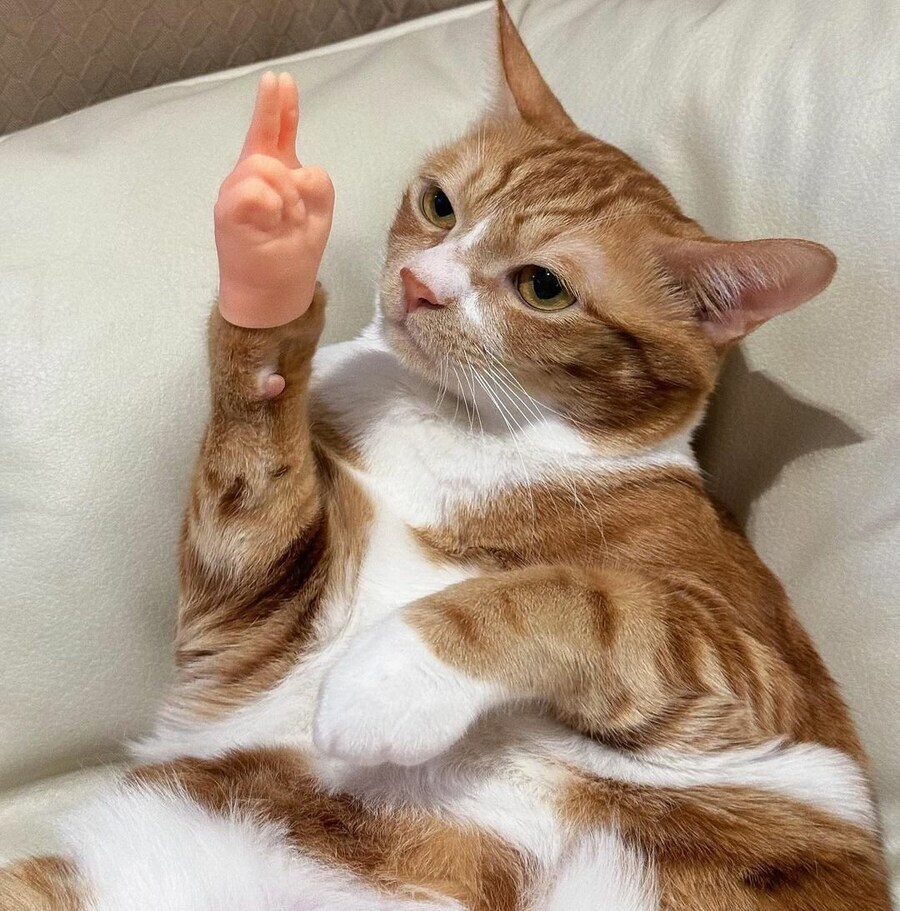 고양이에게 손을 달아줬다_2.jpg