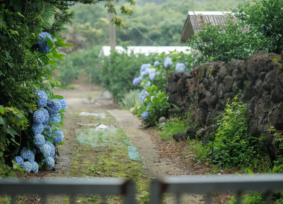 서귀포 시골길_3.jpg