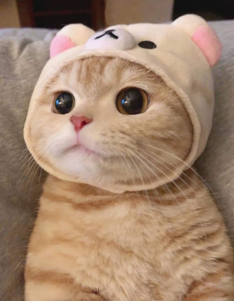 모닝 고양이_5.jpg