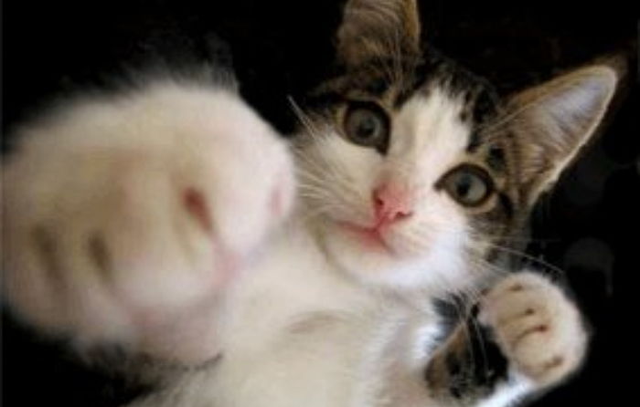 모닝 고양이_8.jpg