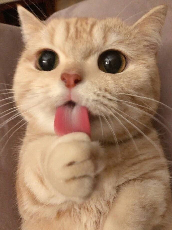 모닝 고양이_9.jpg