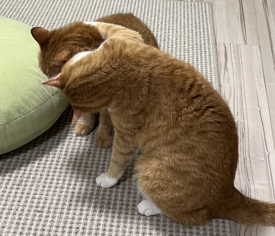 사이좋은 고양이들의 모습.jpg_1.jpg
