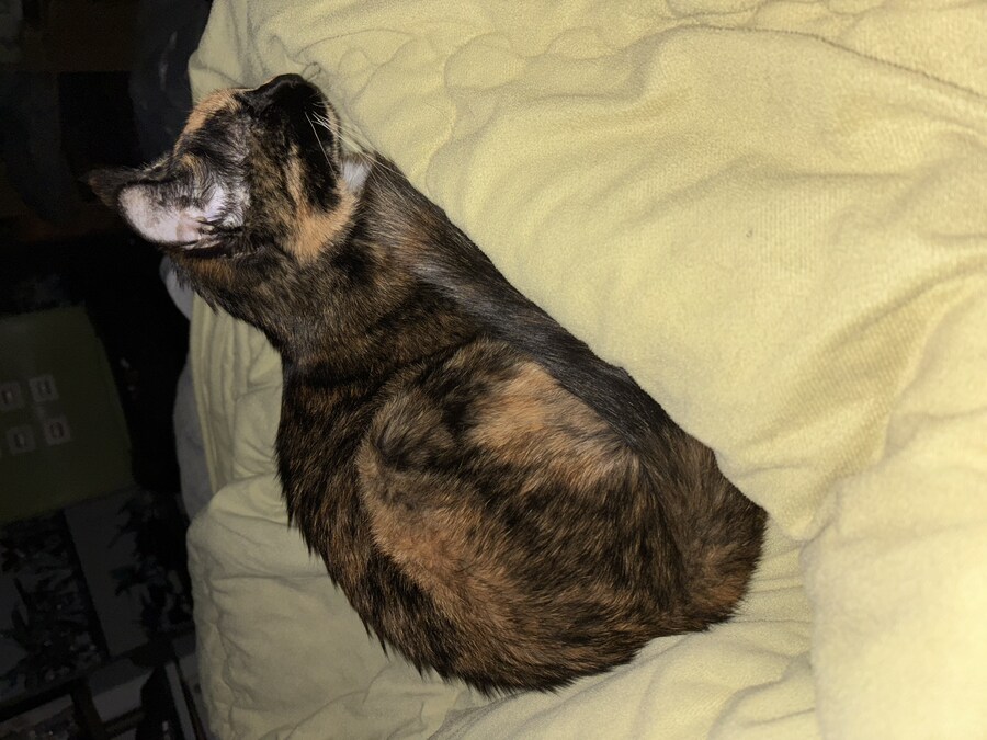 고양이 넘 귀여움_1.jpg