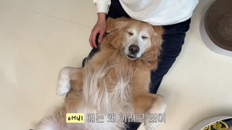 극락을 즐기는 중인 골댕이의 표정_5.jpg