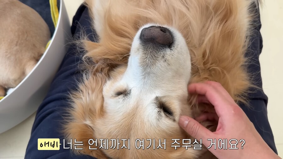 극락을 즐기는 중인 골댕이의 표정_8.jpg