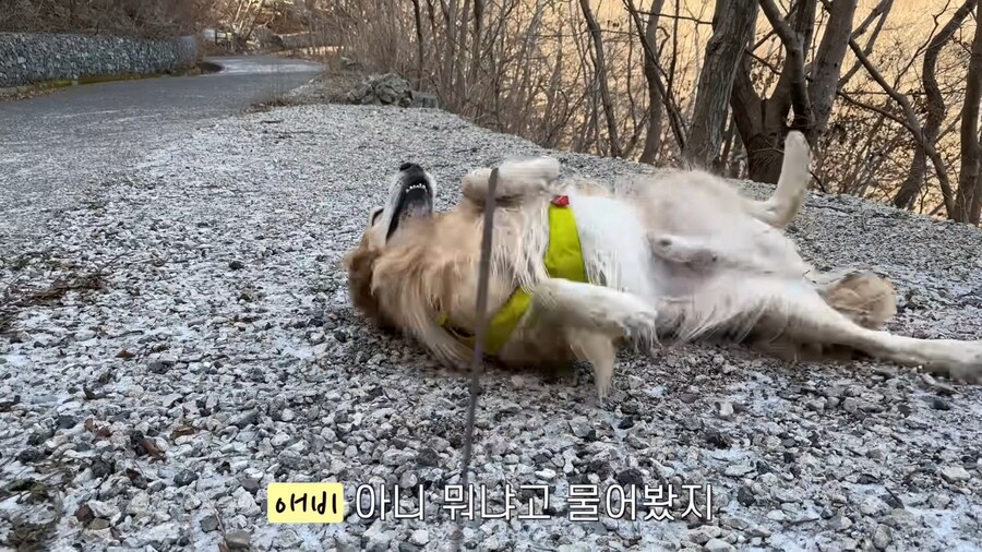 대형견 키우기 쉽지 않은 eu_2.jpg