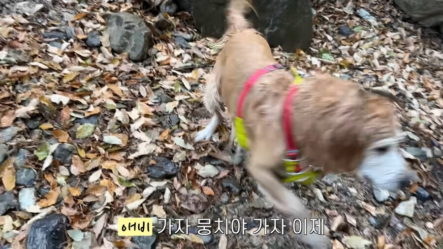 대형견 키우기 쉽지 않은 eu_7.jpg