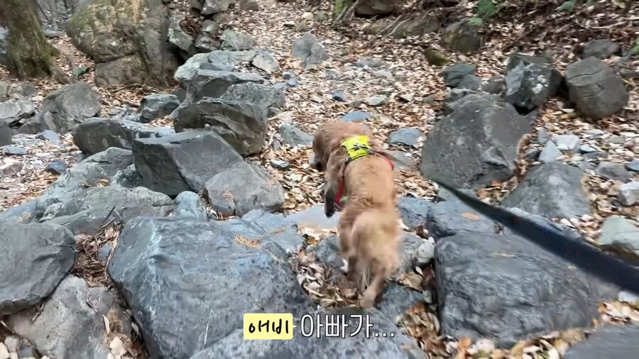 대형견 키우기 쉽지 않은 eu_9.jpg