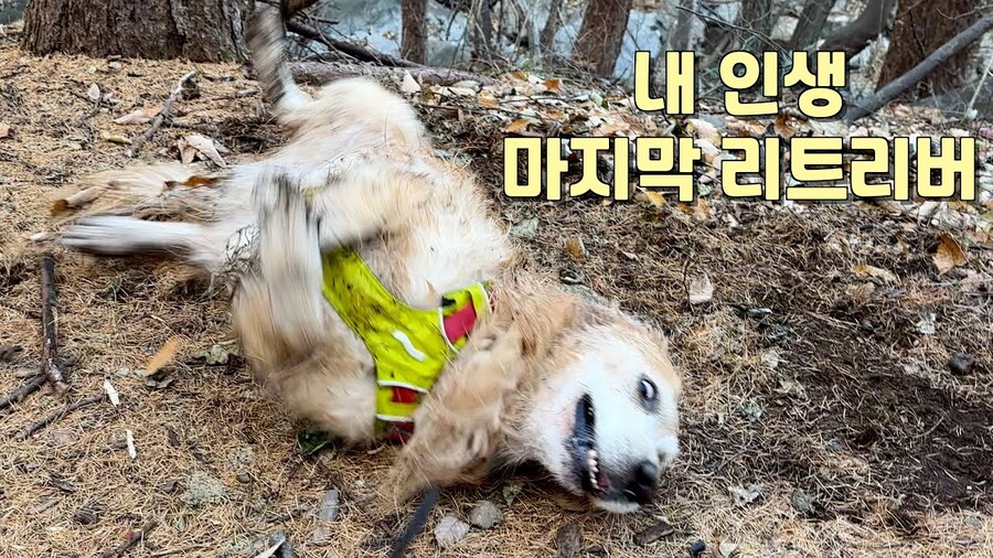 대형견 키우기 쉽지 않은 eu_1.jpg
