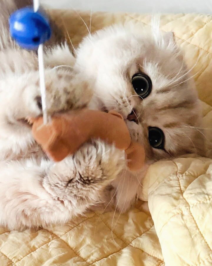 귀요미 냐옹이..._3.jpg