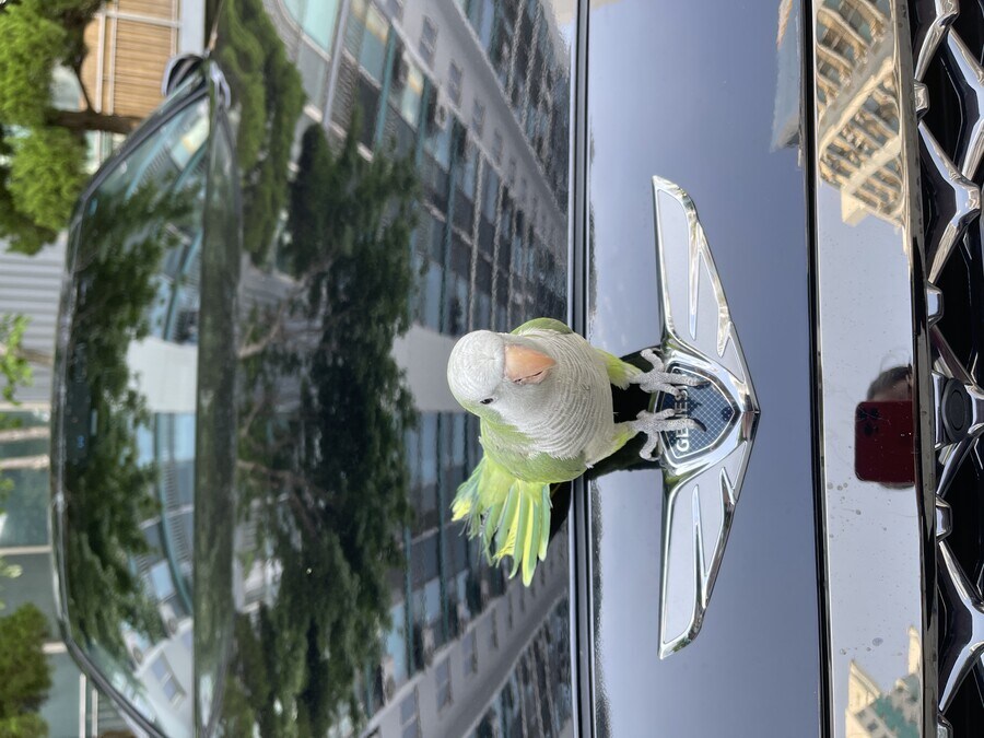 앵무새(새)를 키우면서 느낀 점_1.jpg