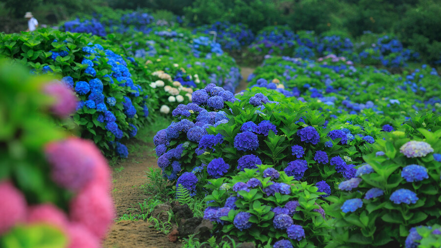 석부작 테마공원_2.jpg