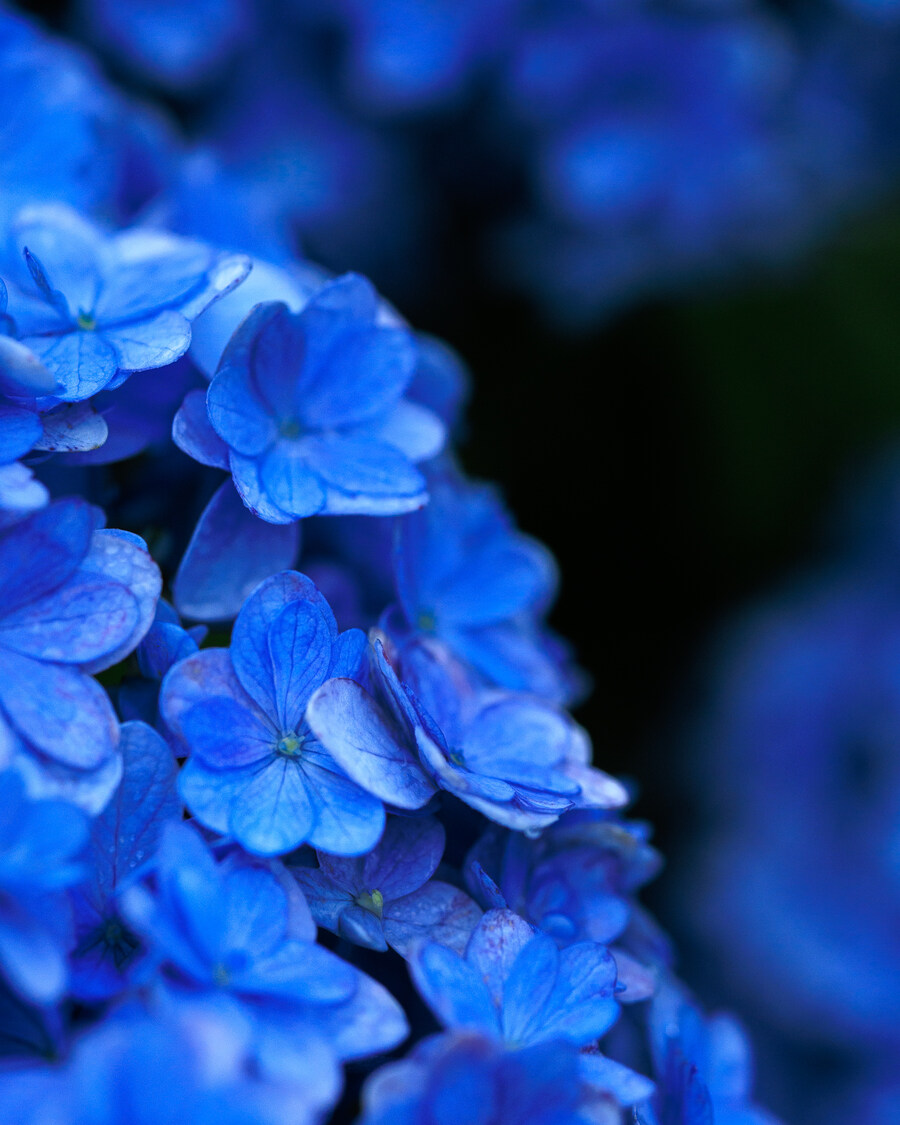 석부작 테마공원_4.jpg