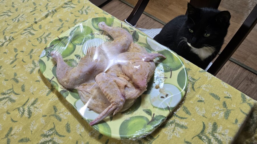 야옹이랑 먹는 에프통닭_11.jpg