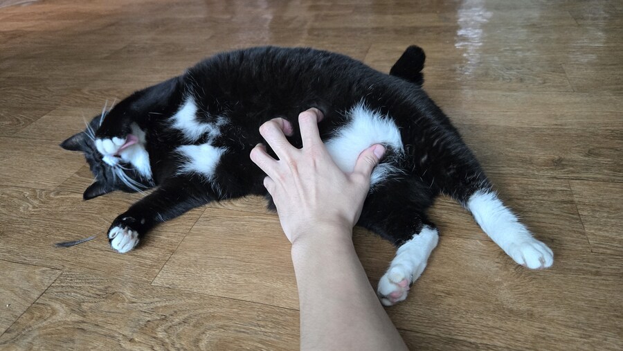 야옹이랑 먹는 에프통닭_12.jpg