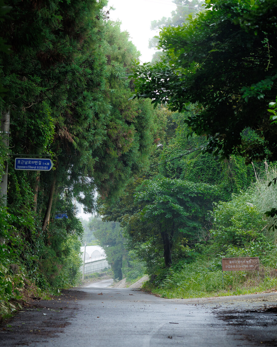 서귀포 시골길_4.jpg
