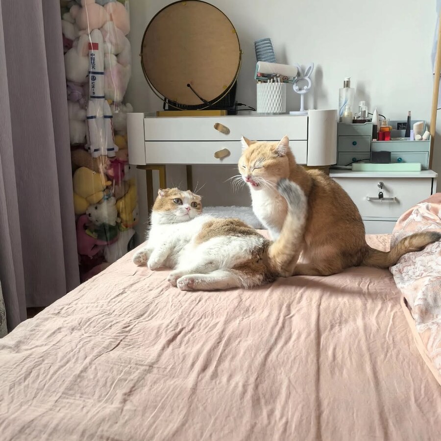 귀요미 냐옹이들..._8.jpg