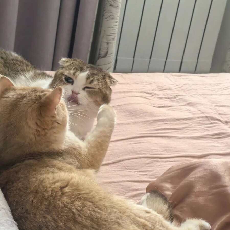 귀요미 냐옹이들..._10.jpg