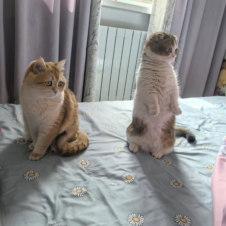 귀요미 냐옹이들..._14.jpg