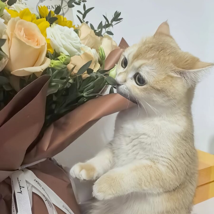 귀요미 냐옹이들..._16.jpg