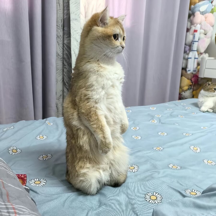 귀요미 냐옹이들..._17.jpg