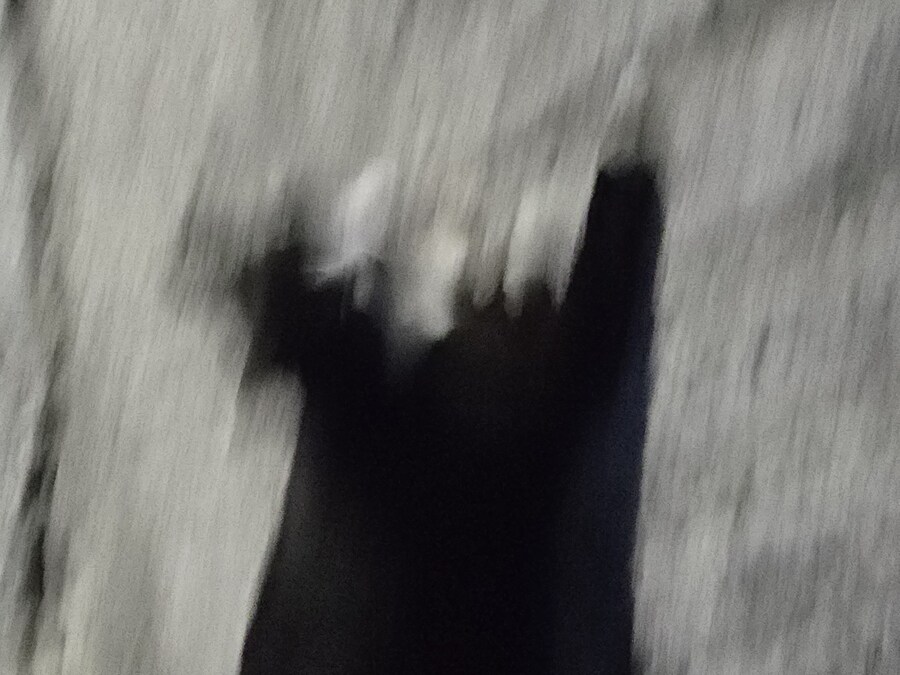 길고양이 찍었음_1.jpg