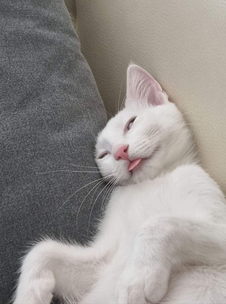 아헤가오 고냥이_1.jpeg