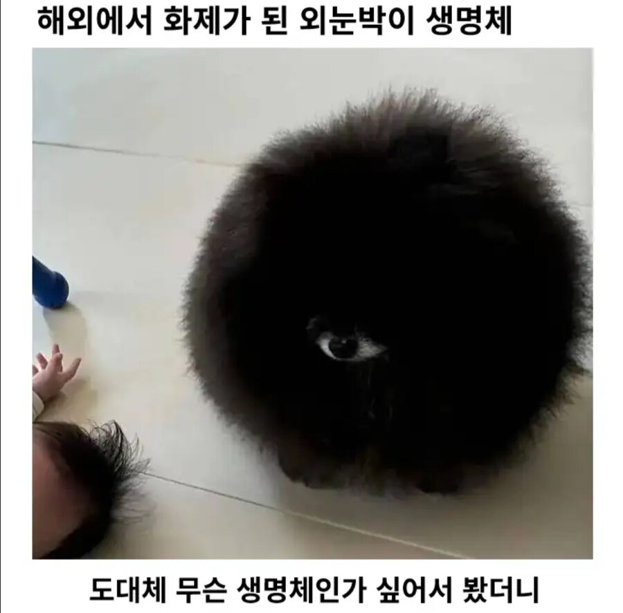 화제가 된 외눈박이 생명체.jpg_1.jpg