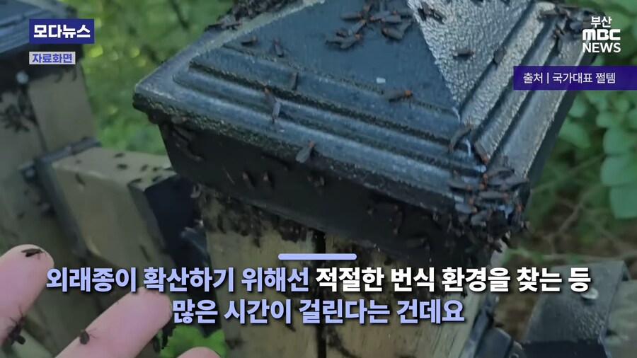 모기 전문 유튜버 드디어 뉴스로 지상파 데뷔.jpg_1.png