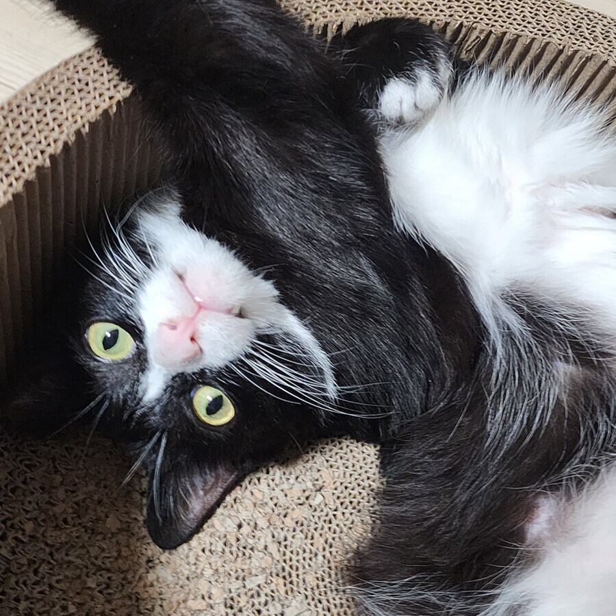스압)우리집 고양이 보고 자러가_2.jpg