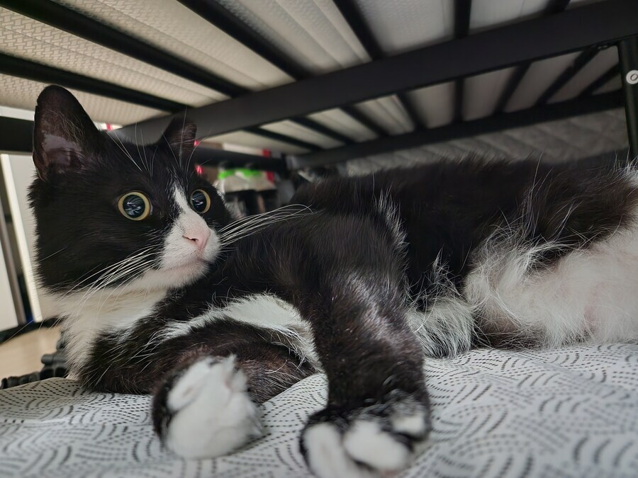 스압)우리집 고양이 보고 자러가_3.jpg