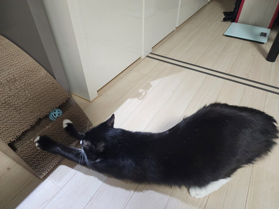 스압)우리집 고양이 보고 자러가_6.jpg