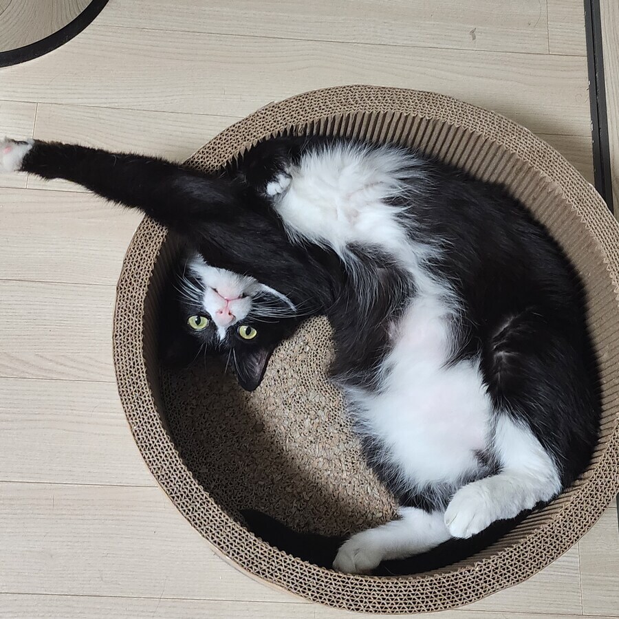 스압)우리집 고양이 보고 자러가_7.jpg