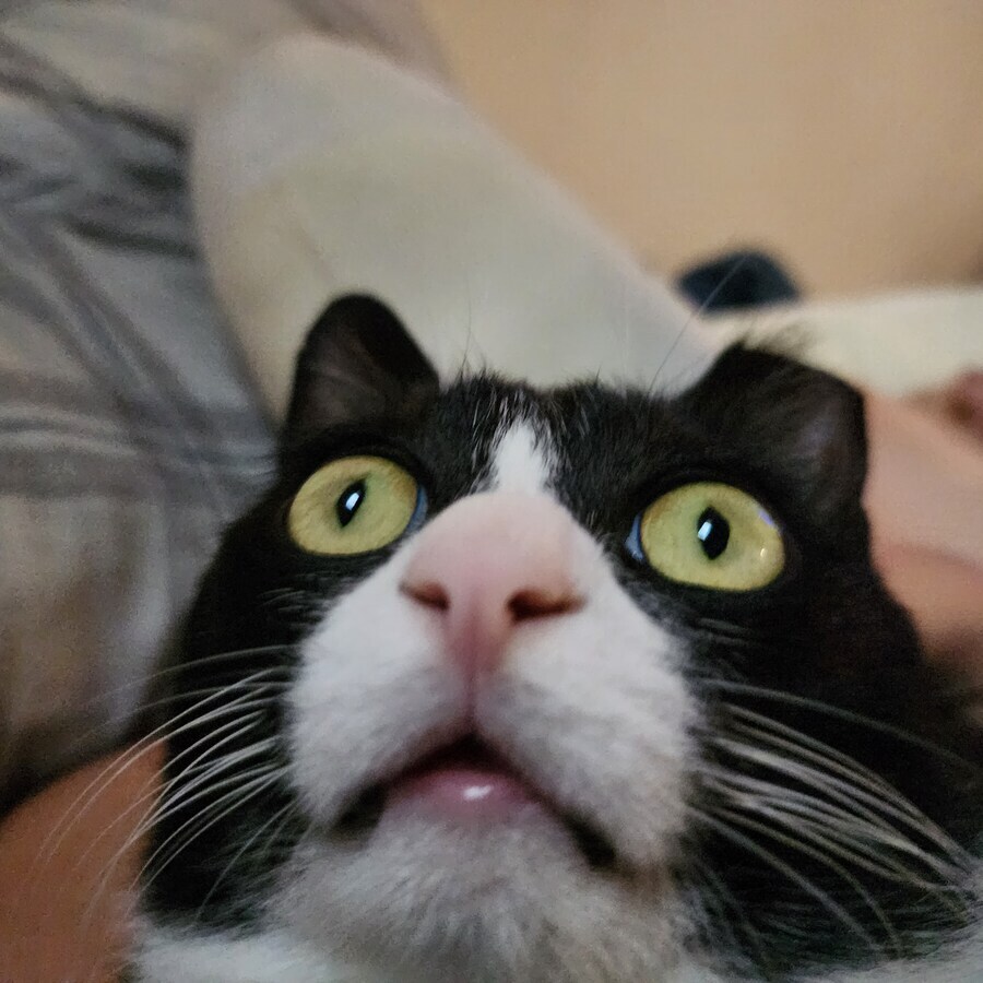 스압)우리집 고양이 보고 자러가_9.jpg