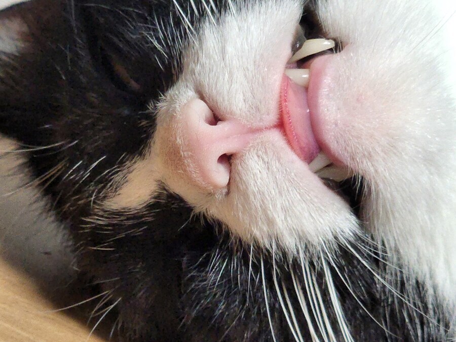 스압)우리집 고양이 보고 자러가_8.jpg