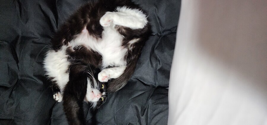 스압)우리집 고양이 보고 자러가_13.jpg