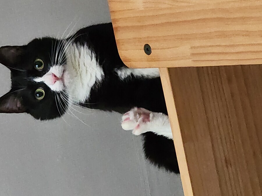 스압)우리집 고양이 보고 자러가_25.jpg