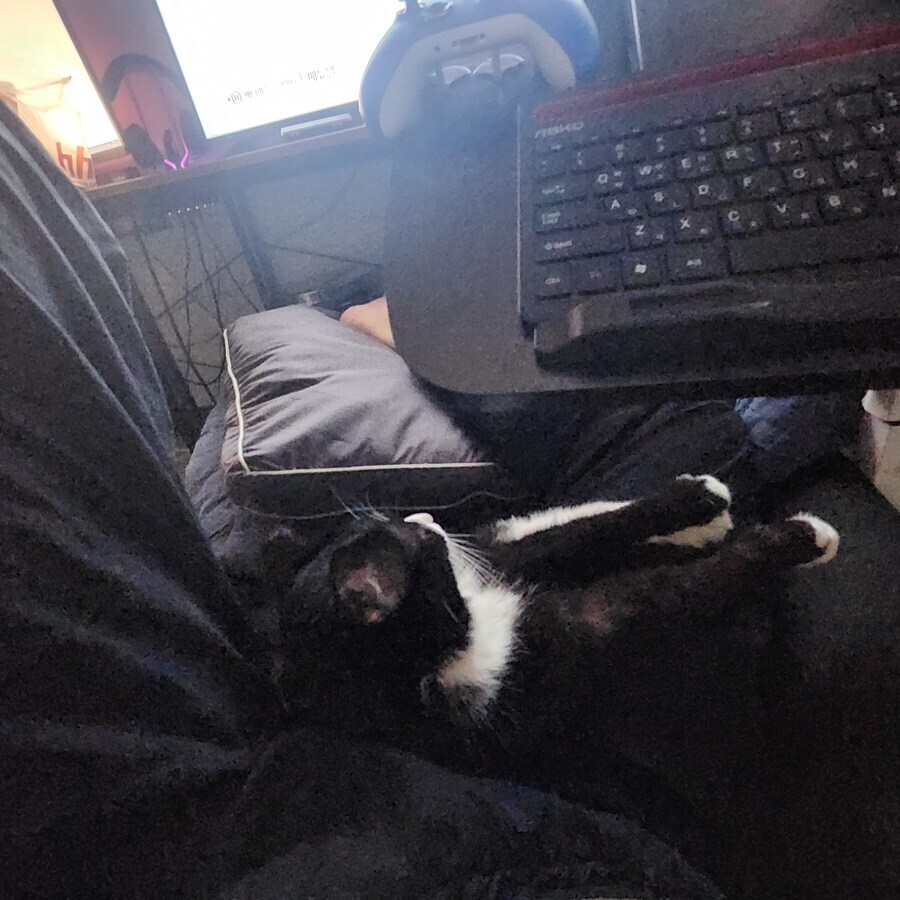 스압)우리집 고양이 보고 자러가_15.jpg