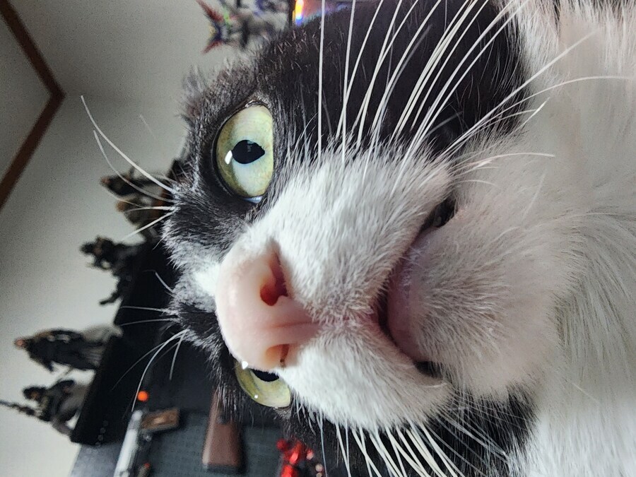 스압)우리집 고양이 보고 자러가_19.jpg
