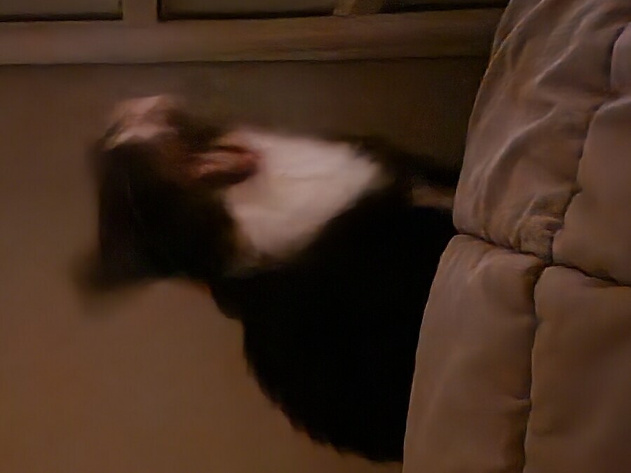 스압)우리집 고양이 보고 자러가_31.jpg