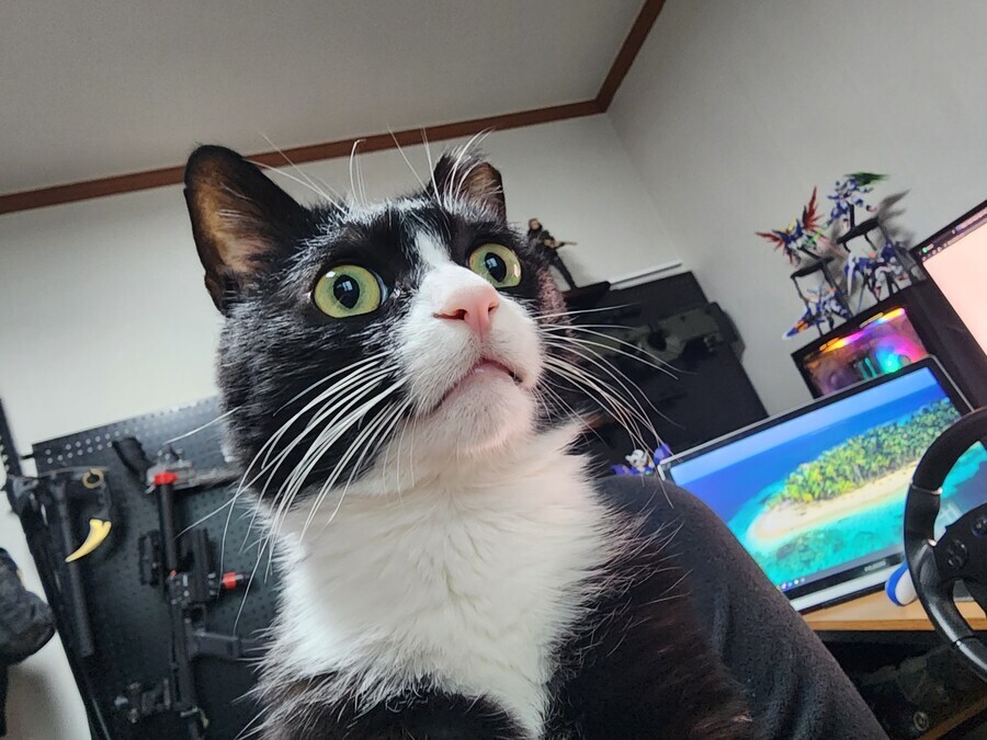 스압)우리집 고양이 보고 자러가_20.jpg